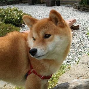 Meet your Posher, Jai